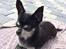 Chihuahua Cloe - Sommer 2017