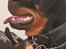 Rottweiler Kayla