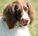 Field Trial Springer Spaniel Kisy