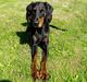 Dobermann Raphaels Kahla-Sheena (Sheena)
