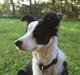Border collie Hollie