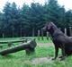 Labrador retriever Ziva