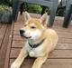 Shiba Jake