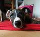 Whippet kennel All stars Tinni *Mynte* (bor hos min eks)