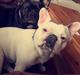 Fransk bulldog Angelique la petit souris -pølse