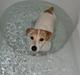 Jack russell terrier majse