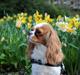 Cavalier king charles spaniel Fiona