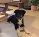 Border collie Maid