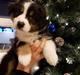 Australian shepherd Sexy Hulda av New Thinking 