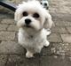 Malteser Buller
