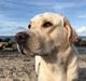 Labrador retriever Noah