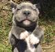 Staffordshire bull terrier Enzo