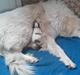 Pyreneerhund My