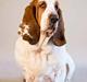 Basset hound Bertha