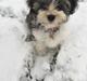 Bichon havanais Atlas