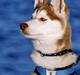 Siberian husky Yuki