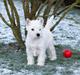 West highland white terrier Chili