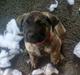 Dogo canario Bako