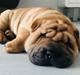 Shar pei Ingolf