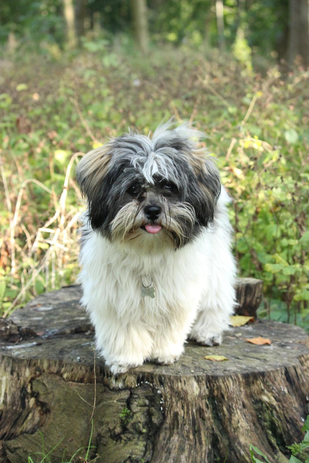 Lhasa apso Ellie - Stå på træstub :) billede 7