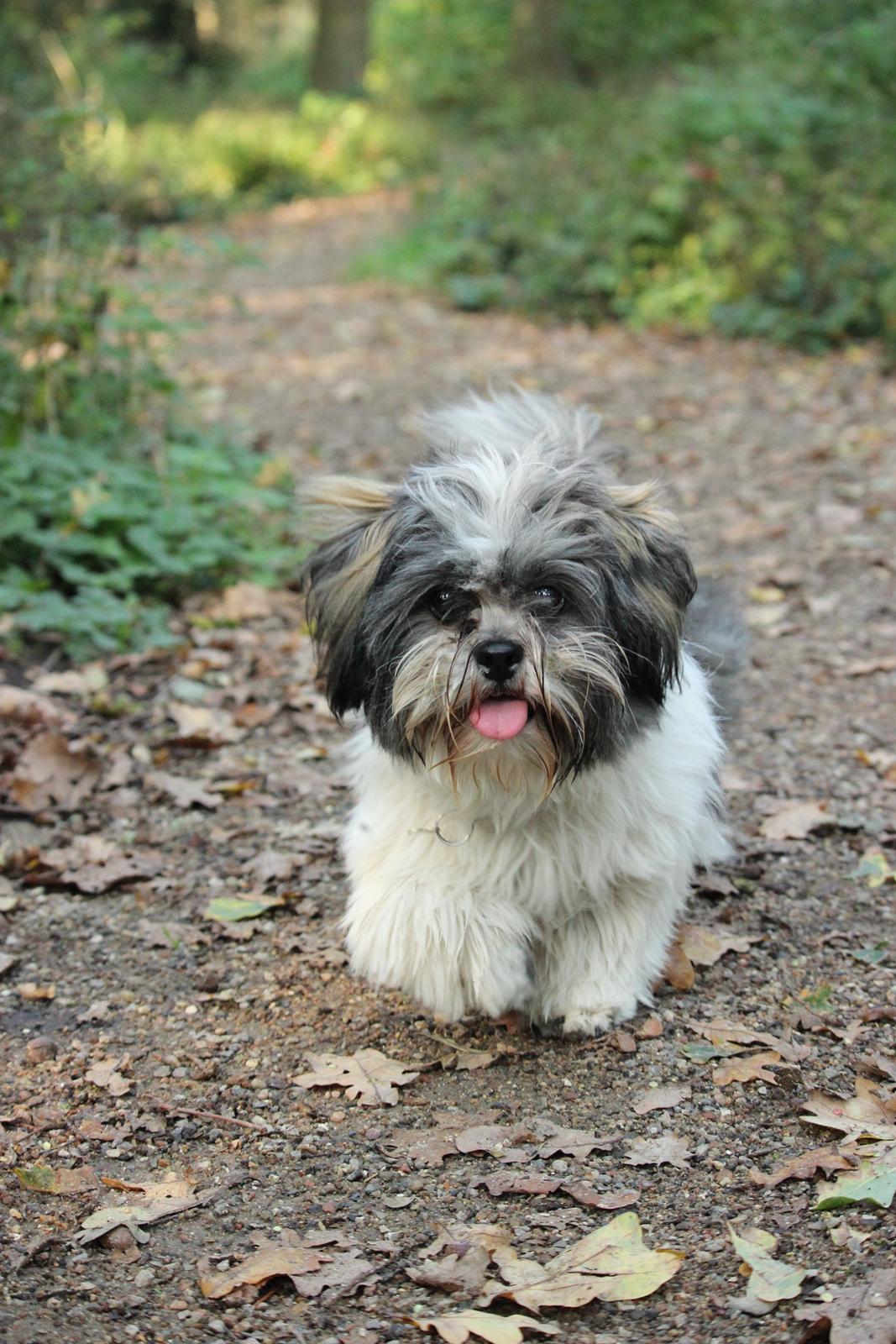 Lhasa apso Ellie - I skoven :) billede 14