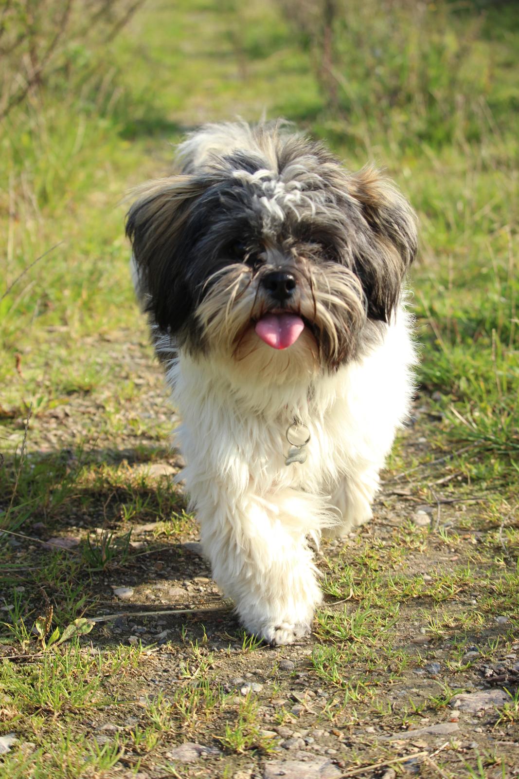 Lhasa apso Ellie billede 4