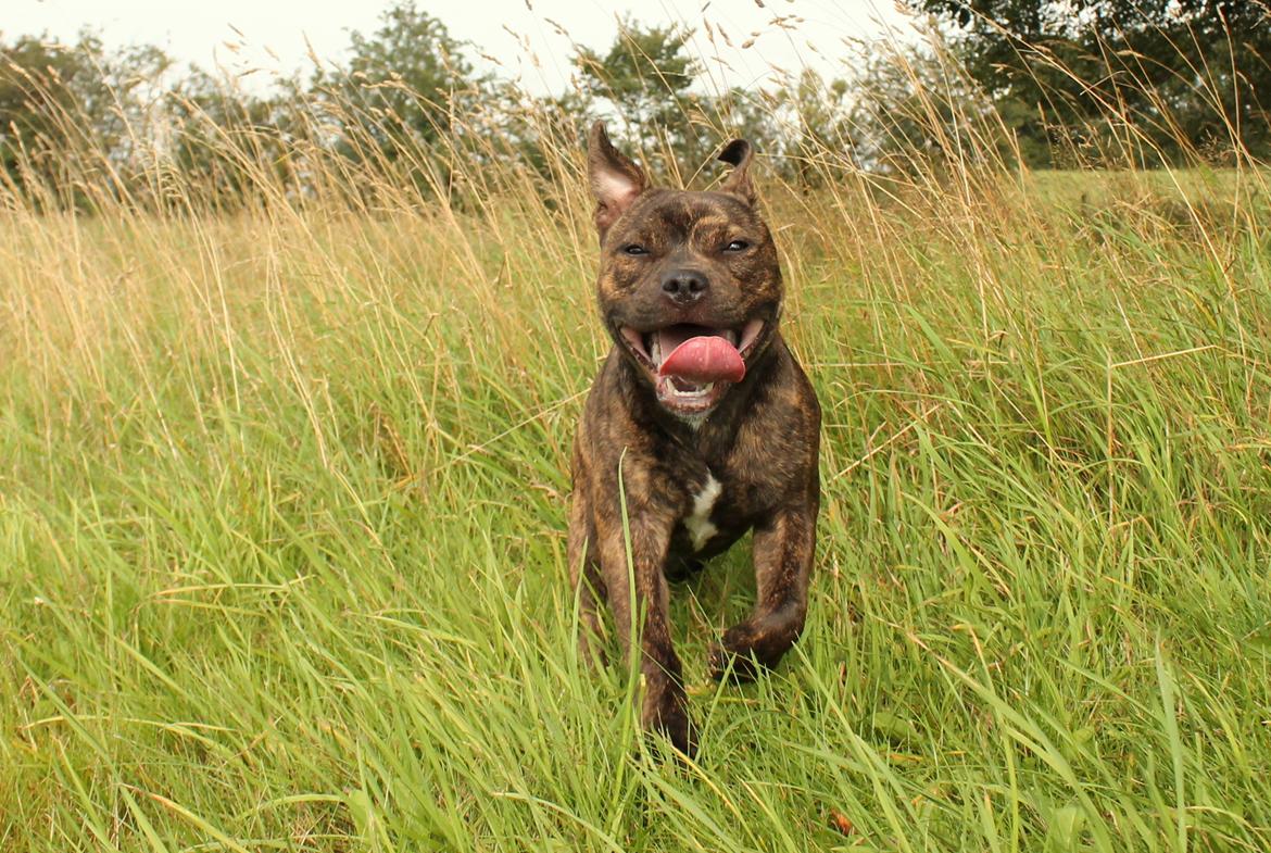 Staffordshire bull terrier Kissing Angels The Living Daylight - aka Kayzer - 18-08-2017 billede 26