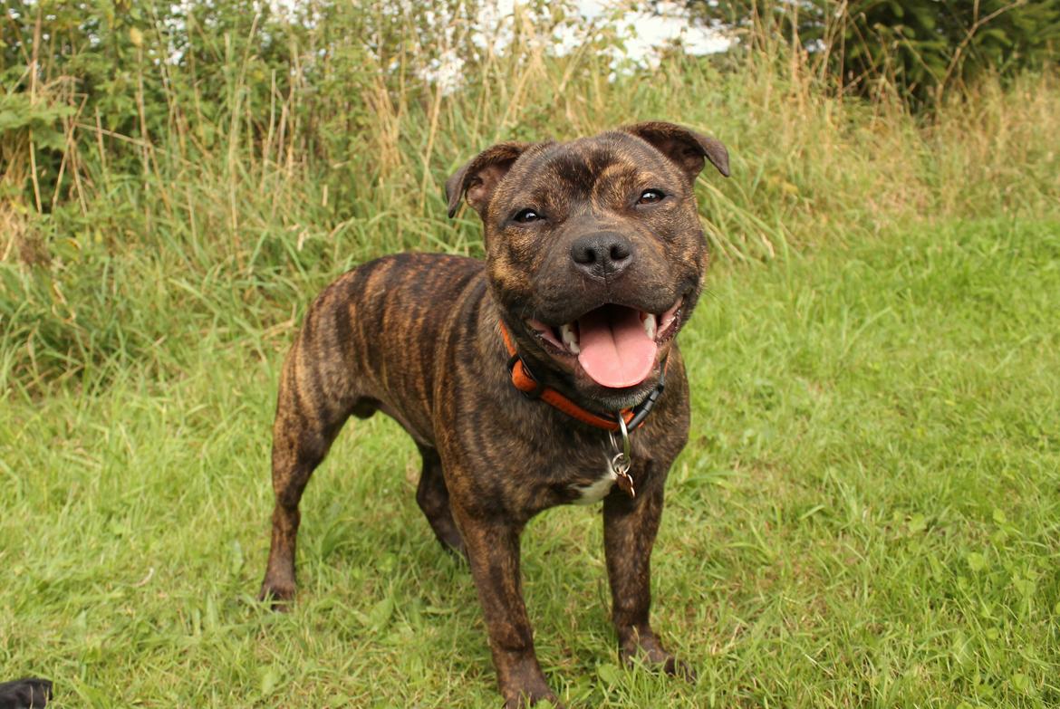 Staffordshire bull terrier Kissing Angels The Living Daylight - aka Kayzer - 28-08-2017 billede 28