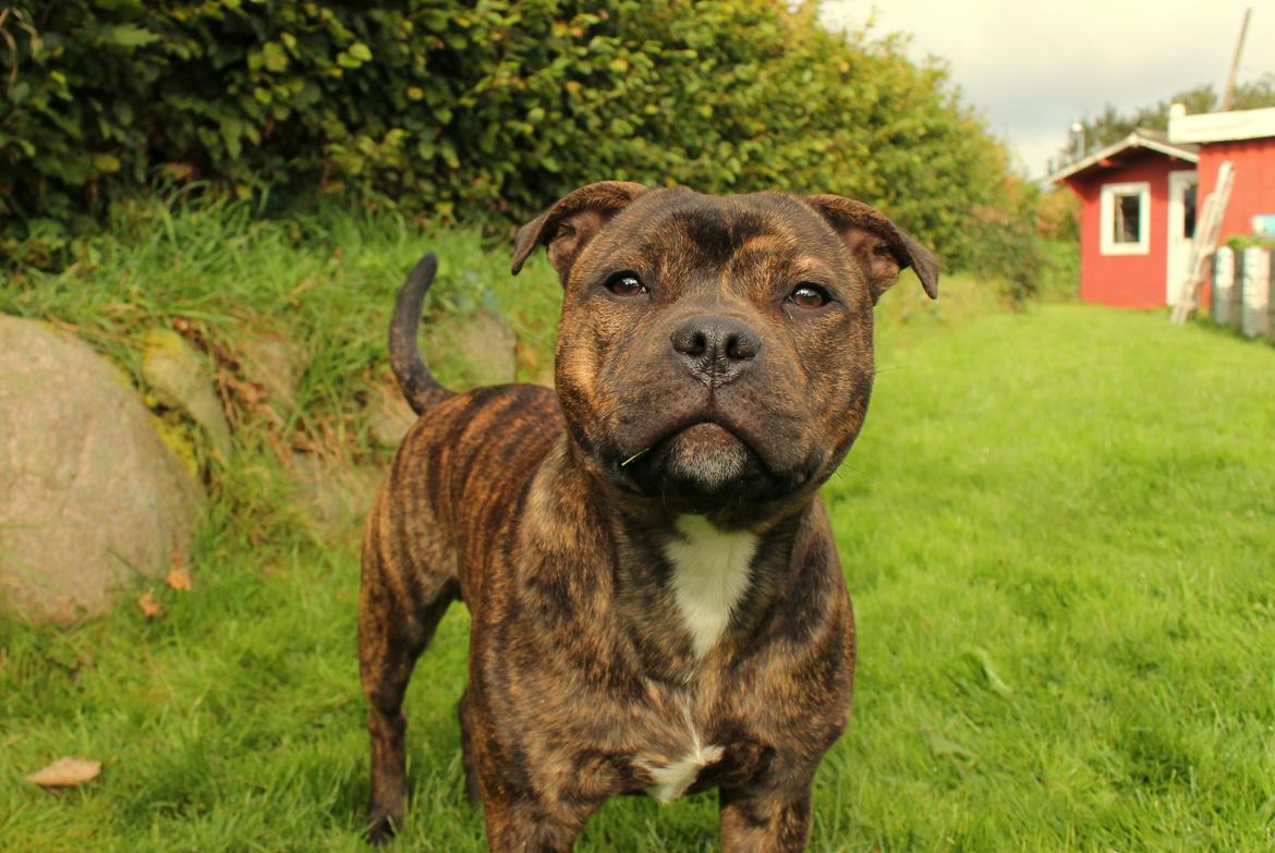 Staffordshire bull terrier Kissing Angels The Living Daylight - aka Kayzer - 20-09-2017 billede 30