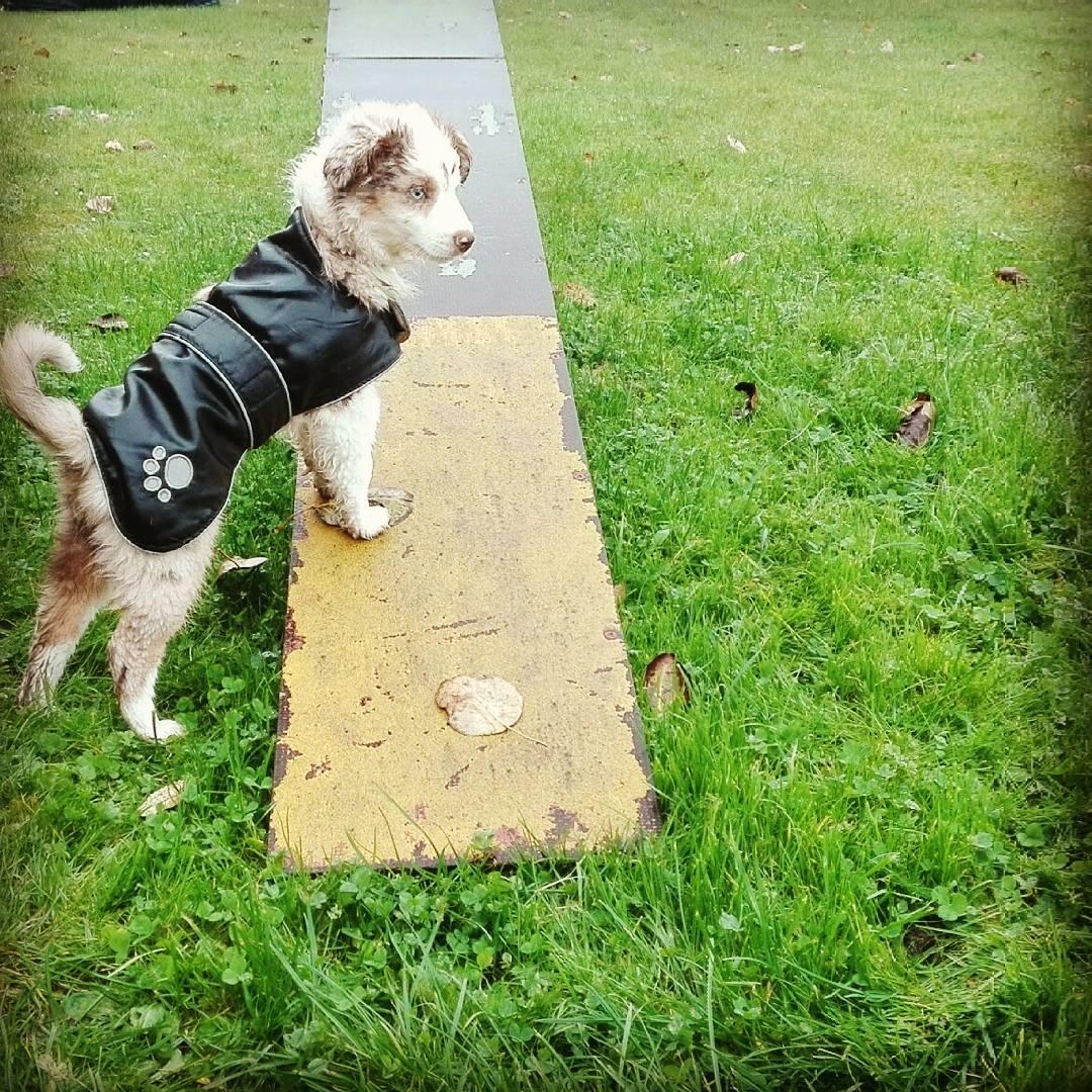 Miniature American Shepherd LilSunKiss Queen Bee - Jitsu billede 9