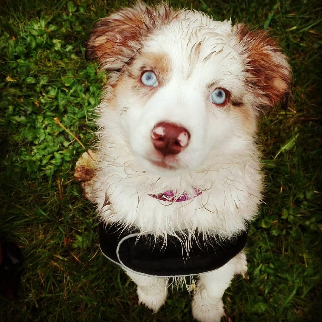 Miniature American Shepherd LilSunKiss Queen Bee - Jitsu billede 2