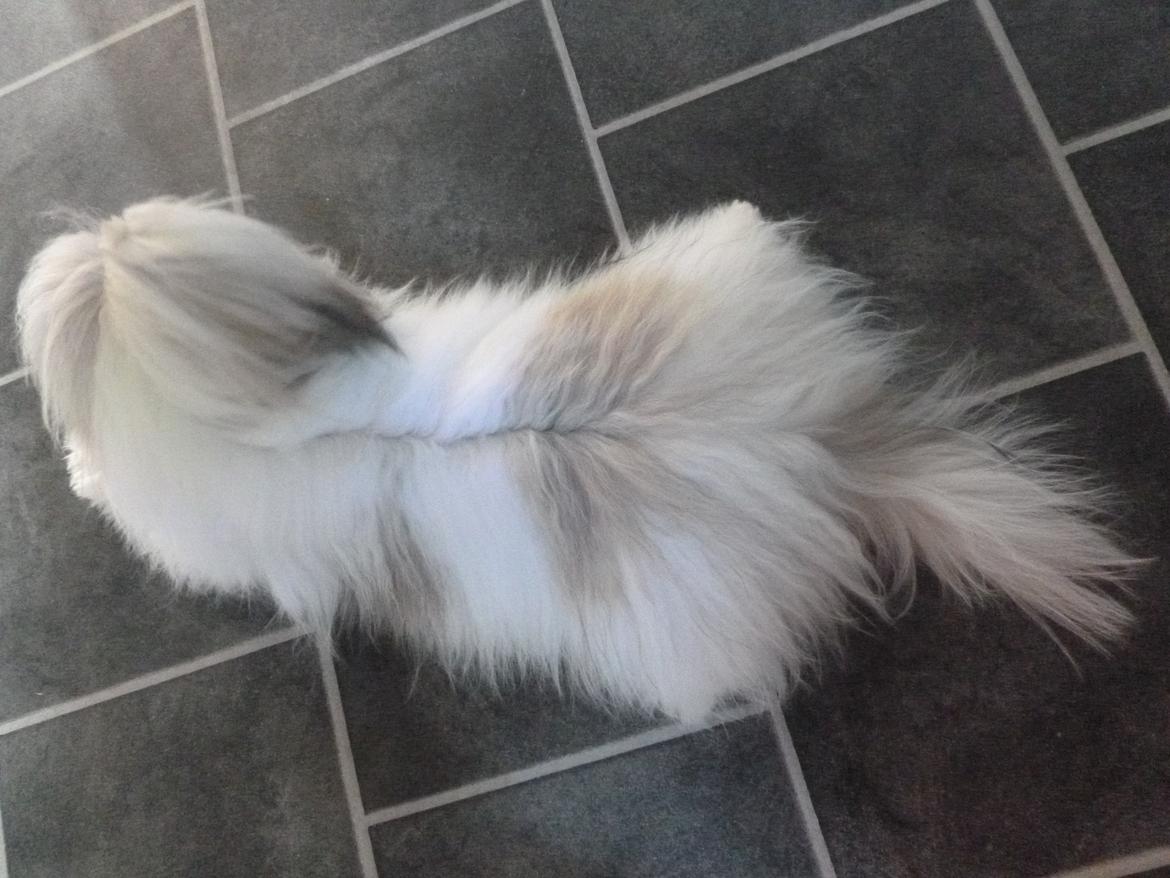 Coton de tulear King - Hvalpe-pelsen fylder stadig på bagdelen :D billede 13