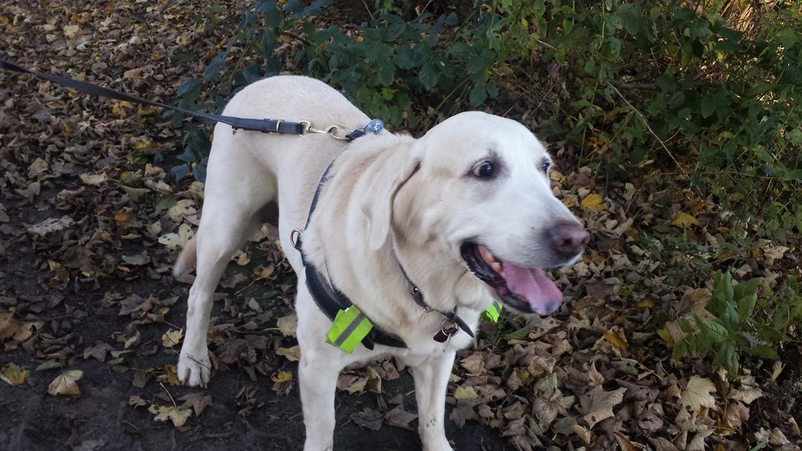 Blanding af racer Lulu billede 15