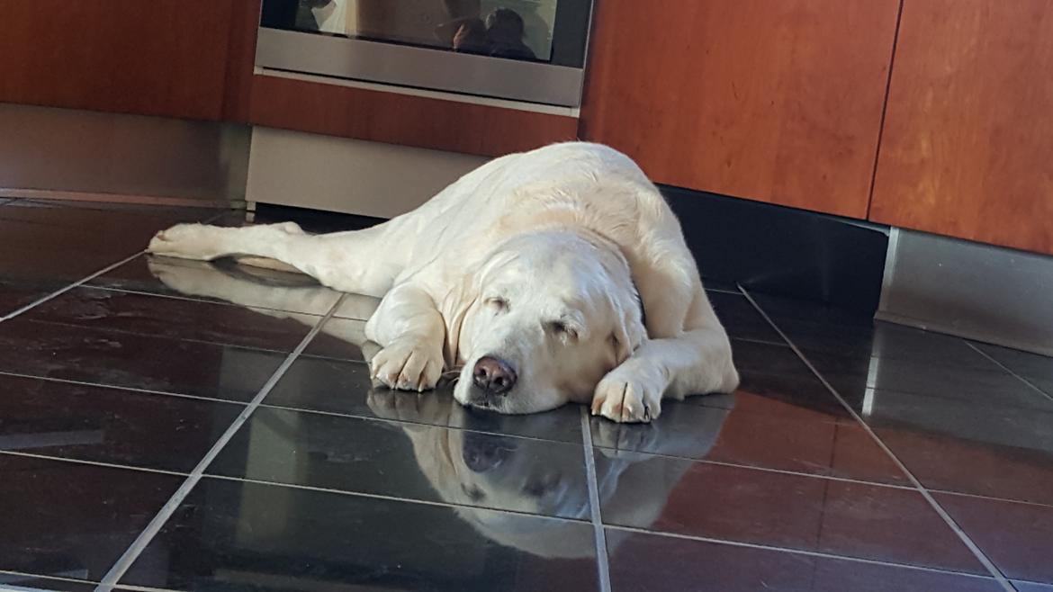 Blanding af racer Lulu billede 16