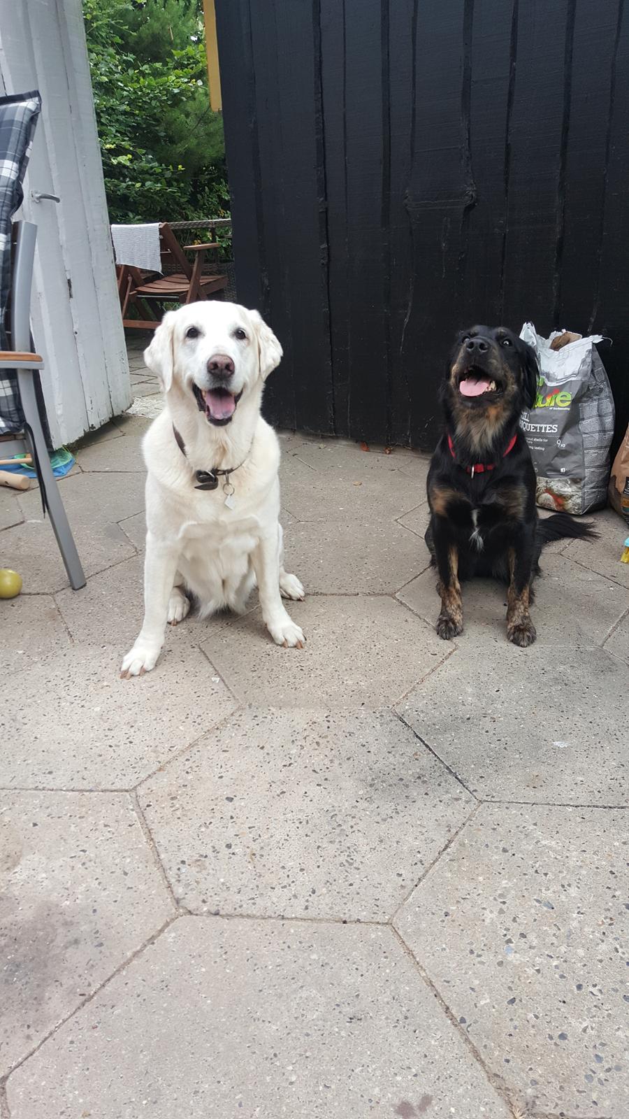 Blanding af racer Lulu billede 17