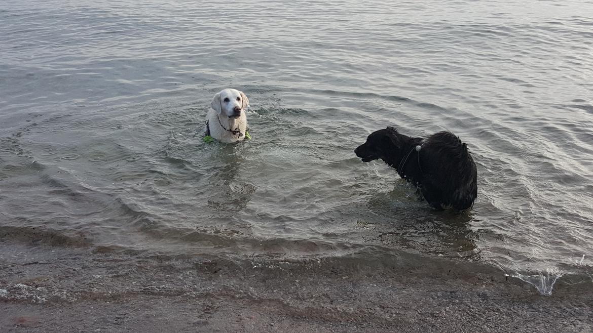 Blanding af racer Lulu billede 18