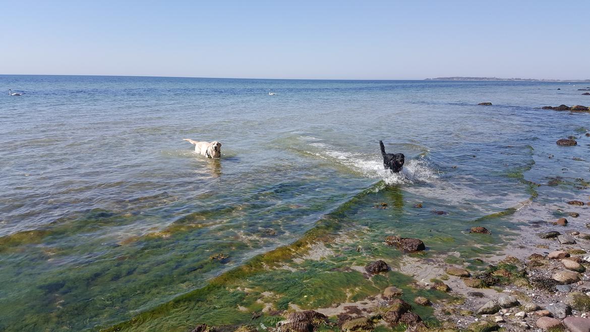 Blanding af racer Nela billede 12