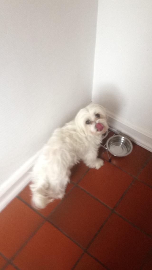 Malteser Bonnie billede 1