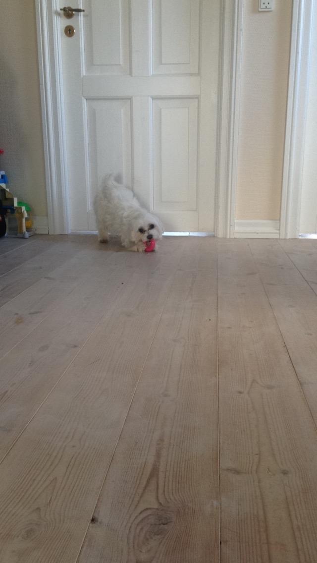 Malteser Bonnie billede 2