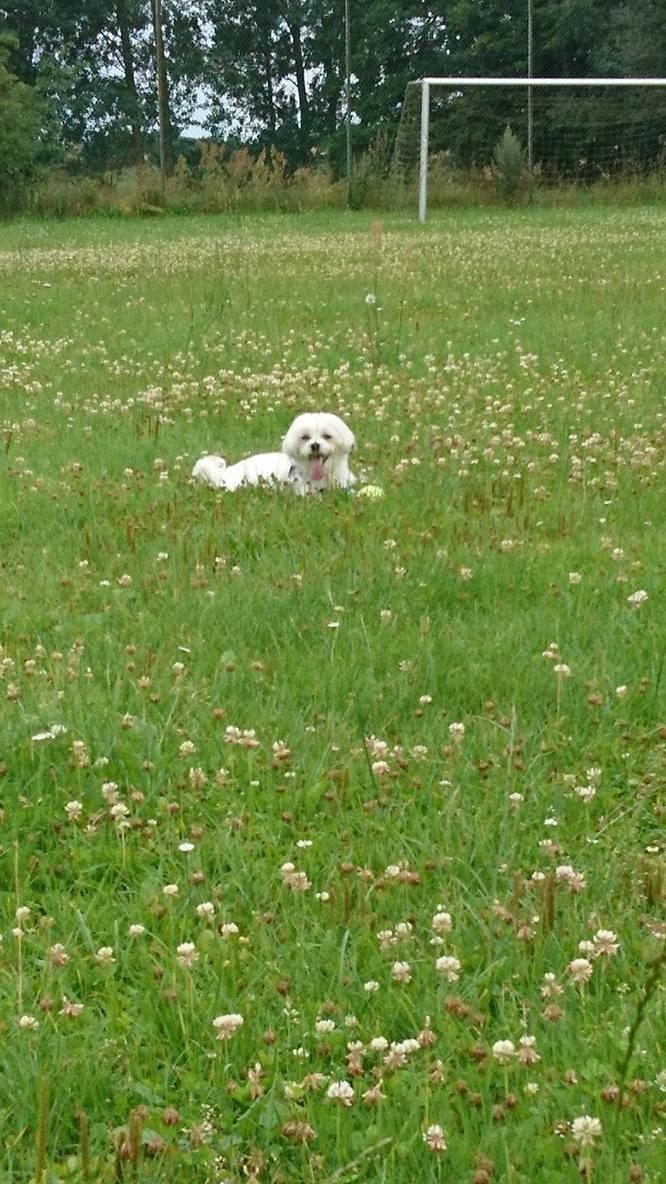 Malteser Bonnie billede 3