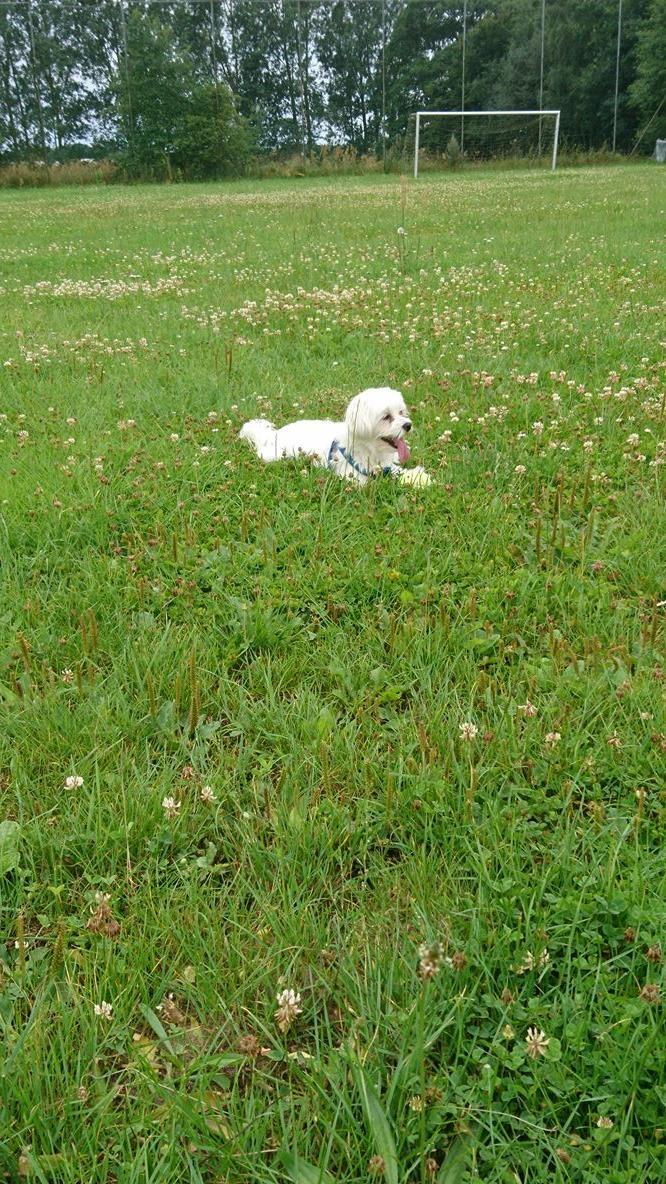 Malteser Bonnie billede 4