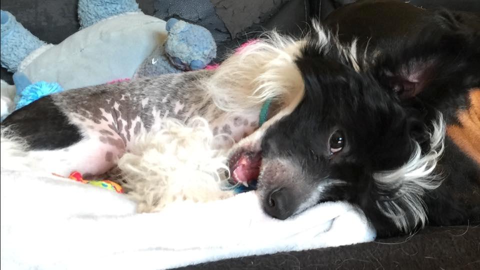 Chinese crested hårløs Jax billede 1