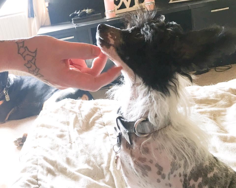 Chinese crested hårløs Jax billede 6