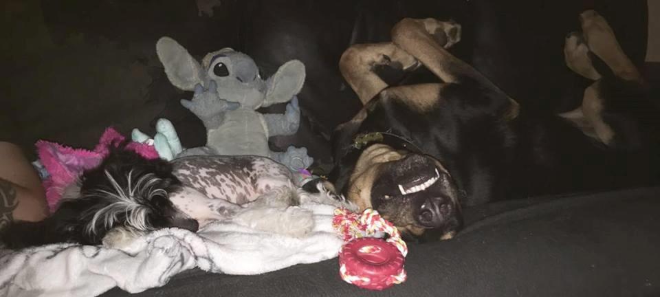 Chinese crested hårløs Jax billede 12