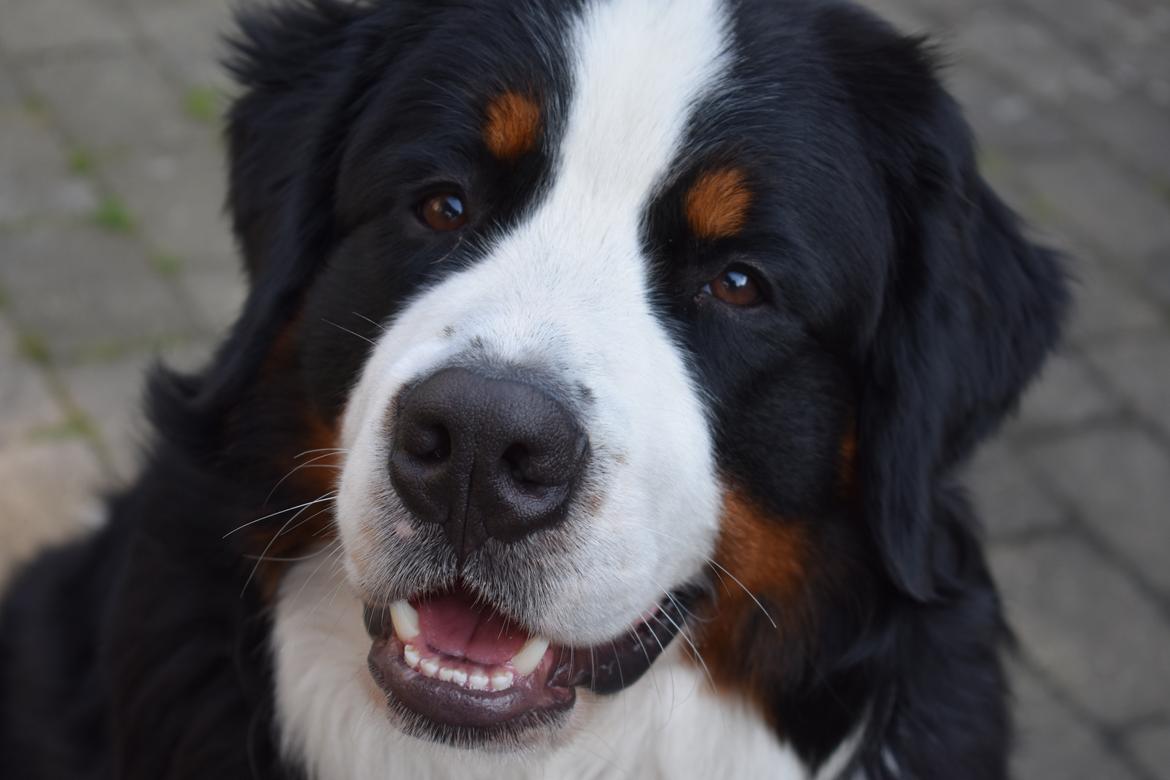 Berner sennenhund Lady Xiera's Teddy Bear (Leopold)  - Pretty boy <3 billede 10