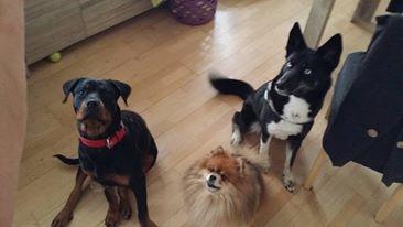 Blanding af racer Nala billede 6