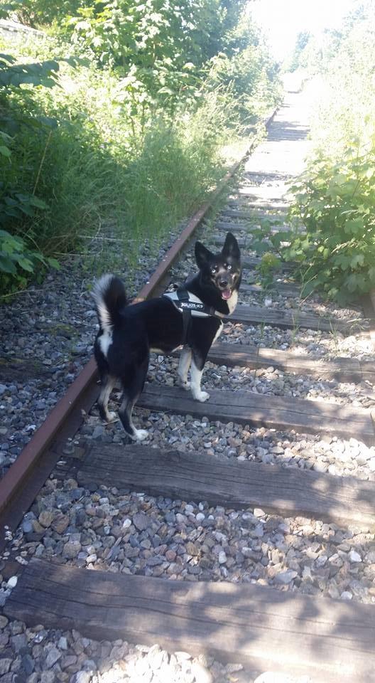 Blanding af racer Nala billede 7