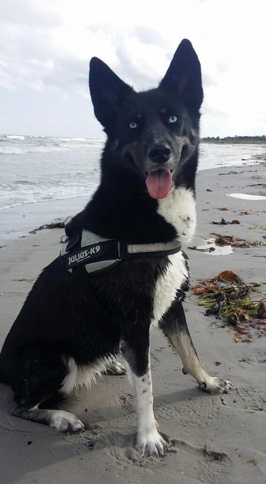 Blanding af racer Nala billede 8