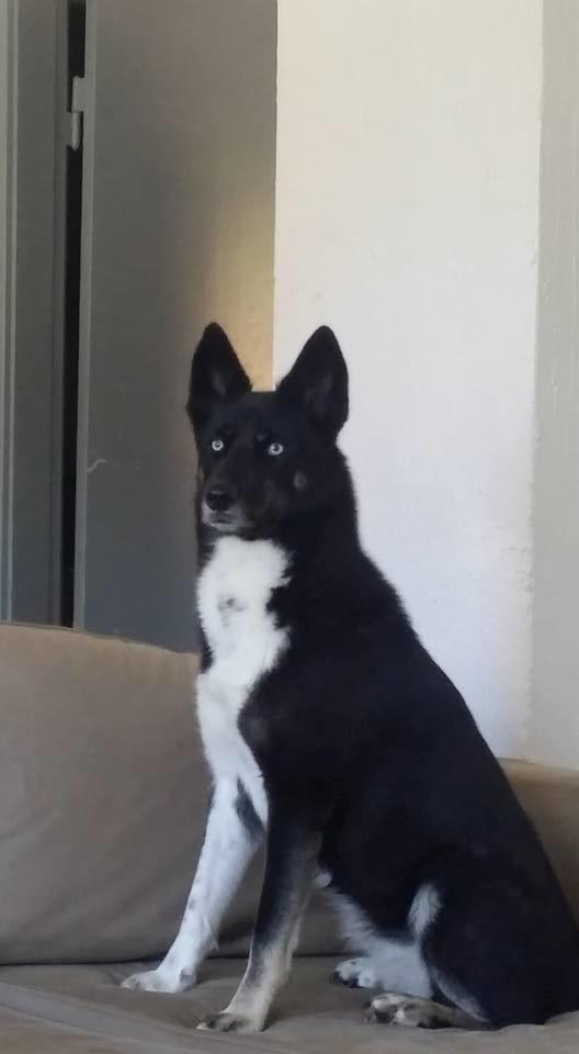 Blanding af racer Nala billede 10