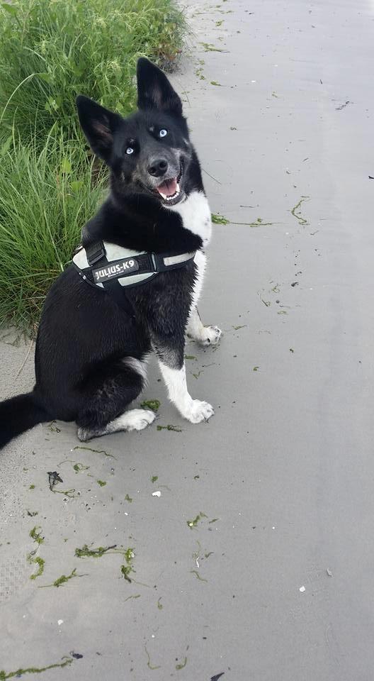 Blanding af racer Nala billede 9